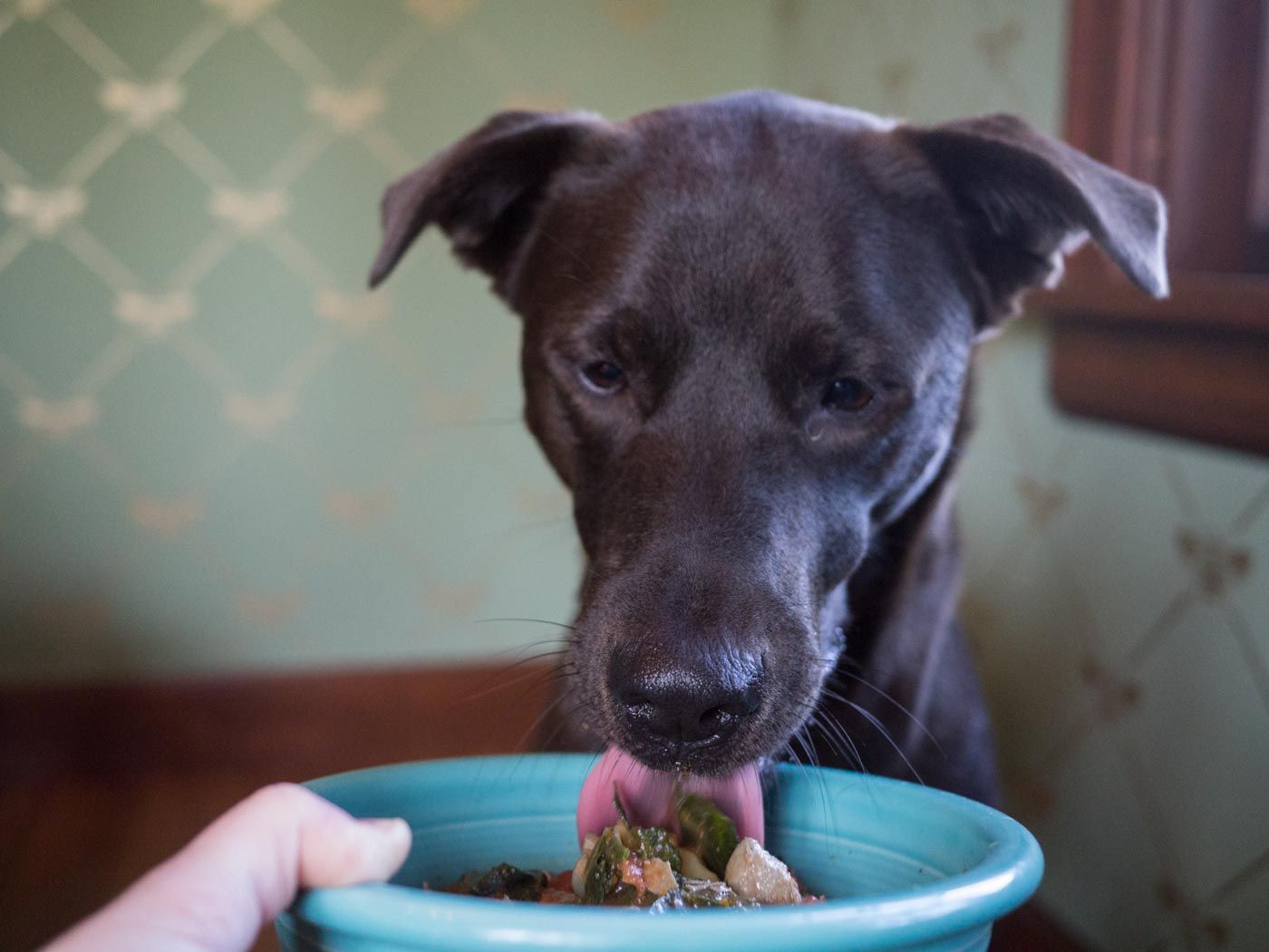 I Tried Cooking for My Dogs — Here’s What I Learned