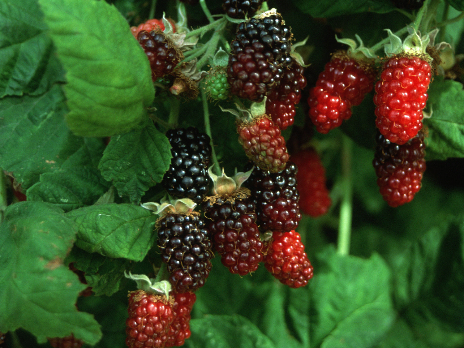 What’s Behind Oregon’s Marionberry Mania?