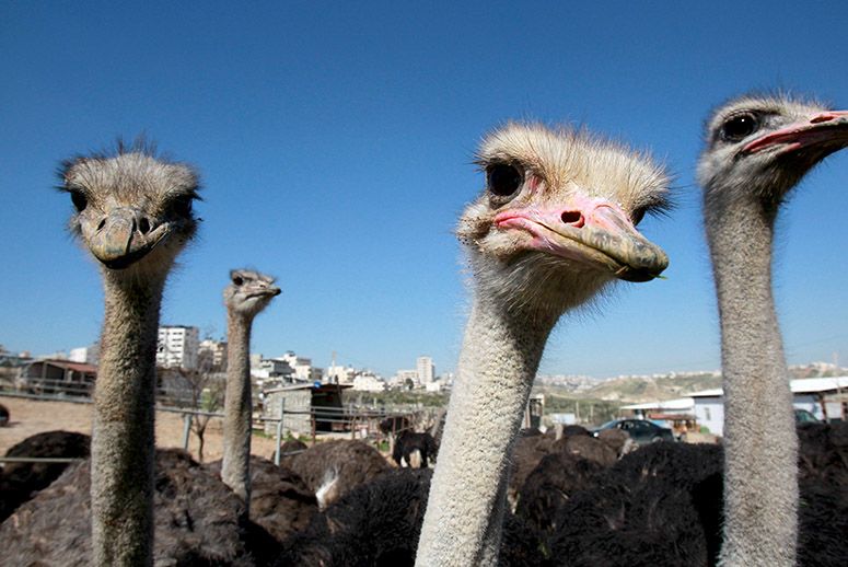 Ostrich: The Other Red Meat