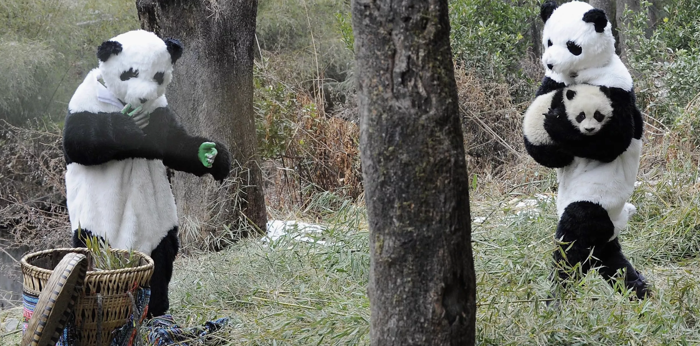 Saving the Pandas Means Dressing Like a Panda