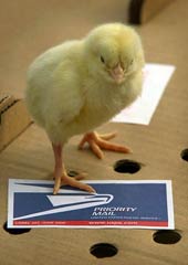 The U.S. Postal Service will mail you baby chickens in a cardboard box. Yes, live chickens.