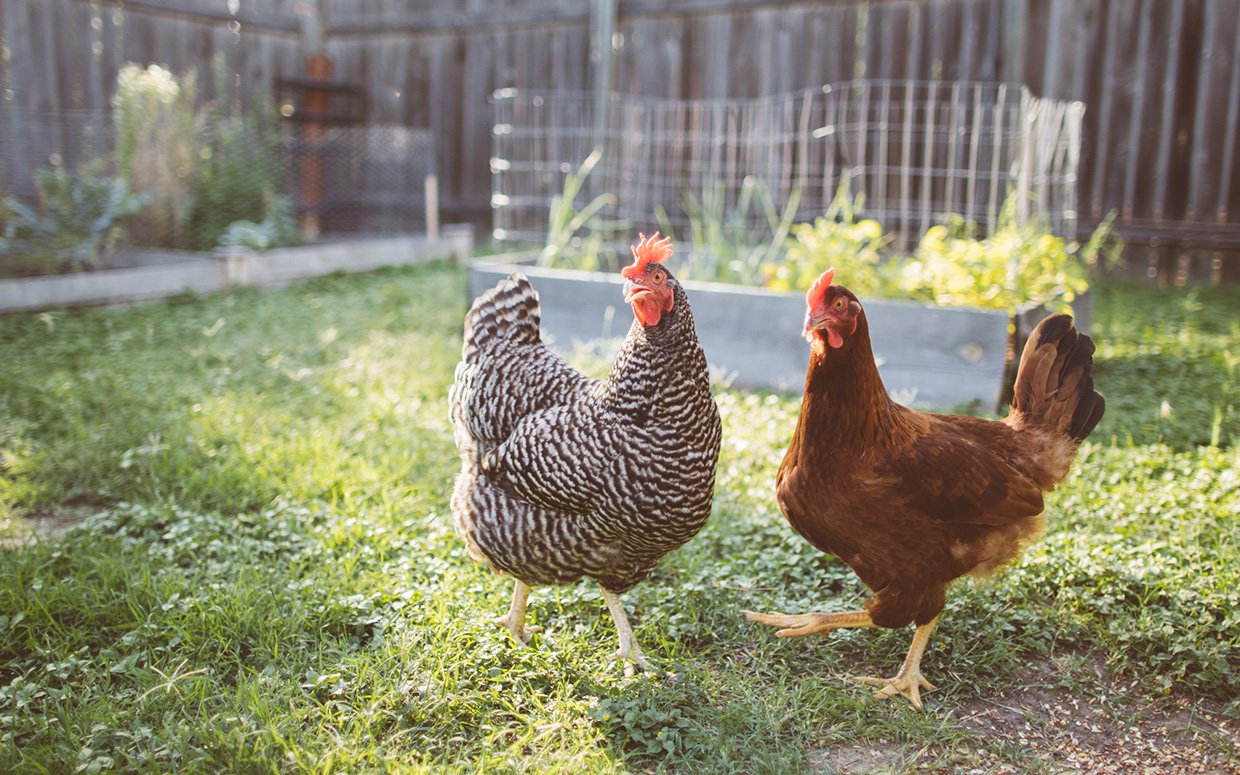 Virulent Newcastle Disease Strikes Southern California