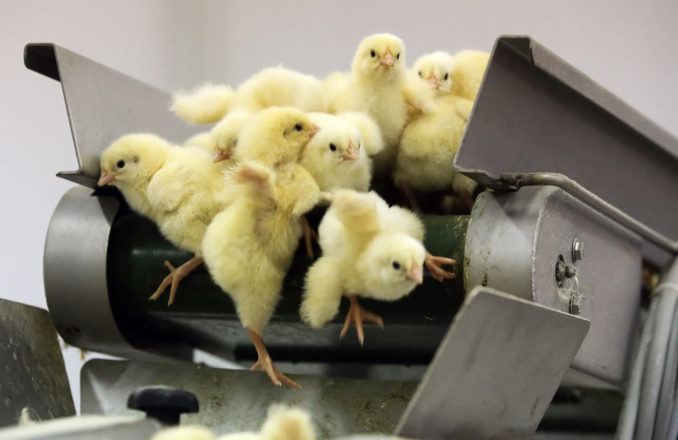 Why the US egg industry is still killing 300 million chicks a year