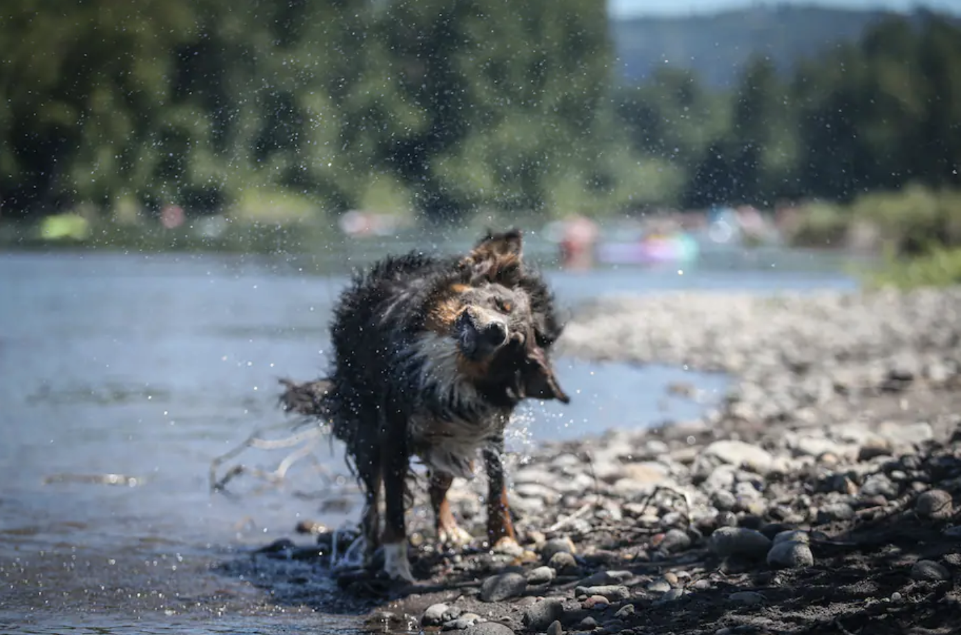 No one was prepared for the Northwest heat wave — especially not the animals